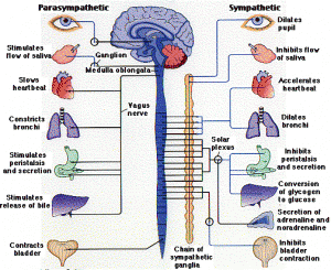 autonomic