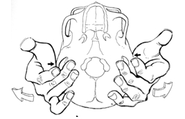 KST II Occipital